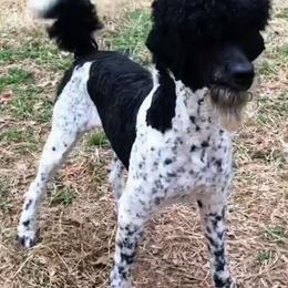 Poodle Puppies from Reeves Family Standard Poodles