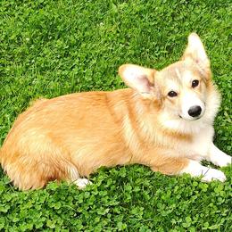 Susie - Sable female Pembroke Welsh Corgi puppy in Wyoming from VENGREY Corgis