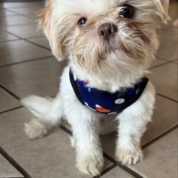 Fonzie - Shih Tzu