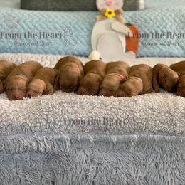 Dachshund and Golden Retriever Puppies from From the Heart Retrievers and Doxies