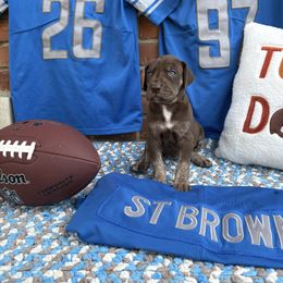 Fern - Chocolate female Great Dane puppy in Grand Blanc, Michigan from Green’s Great Danes