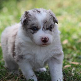 RM boy 2 - Red merle male Border Collie puppy in Tylertown, Mississippi from Cool Meadow Farms
