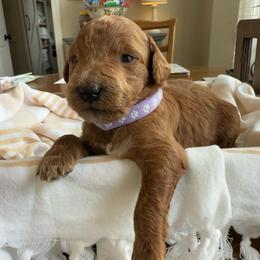 Citrus - Red  female Goldendoodle puppy in Chattanooga, Tennessee from Scenic City Doodles