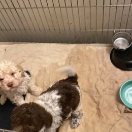 Lagotto Romagnolo and Yorkshire Terrier Puppies from Sherlyn Kennels