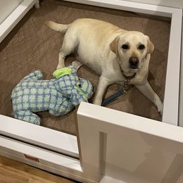 Labrador Retriever Puppies from Pea Ridge Labradors