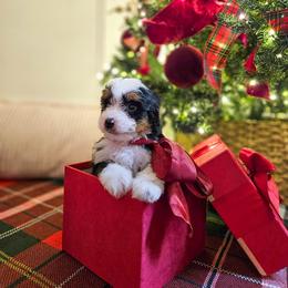 Tinsel - Tri-color male Bernedoodle puppy in Russell Springs, Kentucky from 270 Doodles