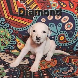LUA Diamond - White black and tan female Dalmatian puppy in Phoenix, Arizona from Samba Flavors