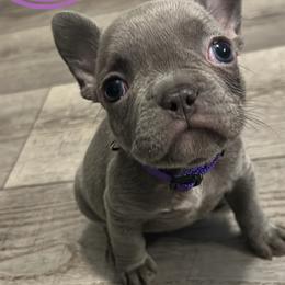 Jessie - Blue female French Bulldog puppy in Port Charlotte, Florida from Fluffing Frenchies LLC
