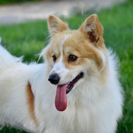 Tulip - Pembroke Welsh Corgi
