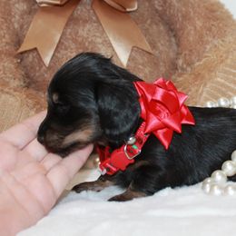Ellie - Black and cream female Dachshund puppy in Collins, Georgia from Liberty Longhair Dachshunds