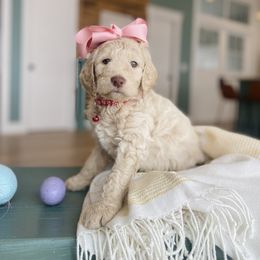 Goldendoodle Puppies from Lakeside Doodles MN
