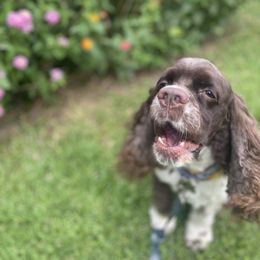 Cocker Spaniel All Grown Up from Trulove Cocker Spaniels