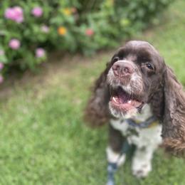 Cocker Spaniel All Grown Up from Trulove Cocker Spaniels