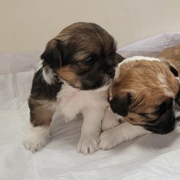 Shih Tzus from Courtney's Shih Tzus
