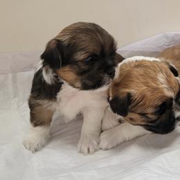 Shih Tzus from Courtney's Shih Tzus