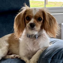 Lila - Cavapoo