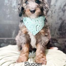 Slugger - Blue merle male Bernedoodle puppy in Pasco, Washington from Camp Doodle Woods