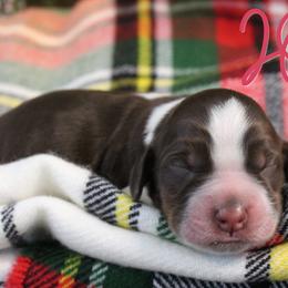 Joy - Liver white and tan female English Springer Spaniel puppy in Barnstead, New Hampshire from C & S Farms