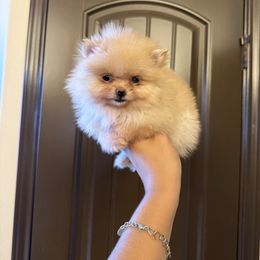 Meadow - Orange female Pomeranian puppy in Corpus Christi, Texas from Crown Rose Pomeranians