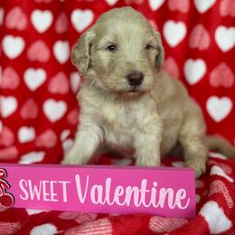 Milky Way - Cream male Goldendoodle puppy in Waterford, California from Alvdoodles