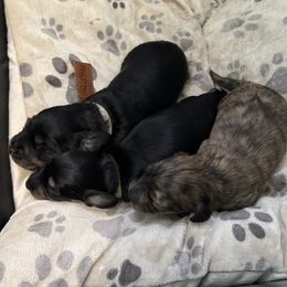Dachshund puppies from Logan’s Lowriders