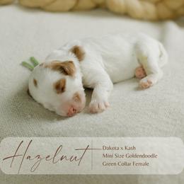 Hazelnut - Parti female Goldendoodle puppy in Hiddenite, North Carolina from Rose and Reid Doodles