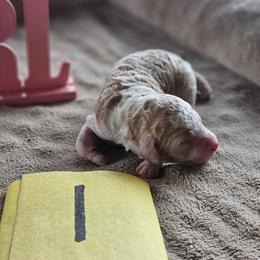 Girl 1 - Parti female Poodle puppy in Detroit, Michigan from Pretty Spoiled Spoos llc