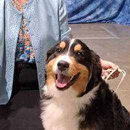 Australian Shepherds, Miniature American Shepherds, Miniature Australian Shepherds, and Toy Australian Shepherds from LongMile Aussies