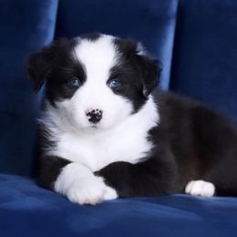 Boy 1 - Miniature Australian Shepherd puppy in Florida from J7 Miniature Australian Shepherds