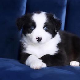 Boy 1 - Miniature Australian Shepherd puppy in Florida from J7 Miniature Australian Shepherds