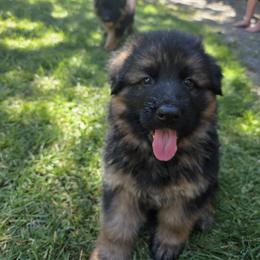 German Shepherd Puppies from Elite Von Haus German Shepherds
