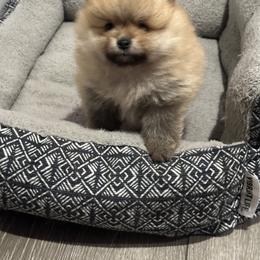 Pomeranian Puppies from Lori’s Precious Poms