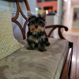 Great Dane and Yorkshire Terrier Puppies from Chuck City Danes & Yorkies