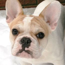 French Bulldog Puppies from BigStar French Bulldogs