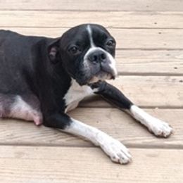 Boston Terriers from Natasha's Boston Terriers
