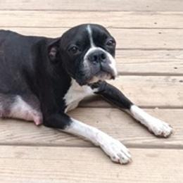 Boston Terriers from Natasha's Boston Terriers