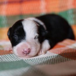 BATTY - Black tri-color female Australian Shepherd puppy in Star City, Arkansas from Blush & Lace Aussie Co.
