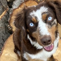 Miniature American Shepherds from Sugartop Minis