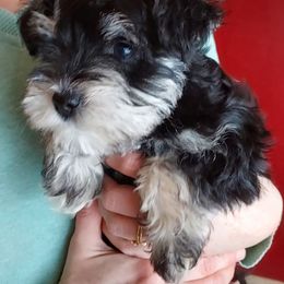 Miniature Schnauzer Puppies from Freeman's mini Schnauzers