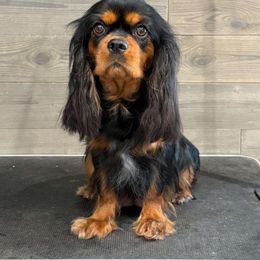 Vixie - Cavalier King Charles Spaniel