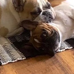 French Bulldogs from Bucktown Bullies