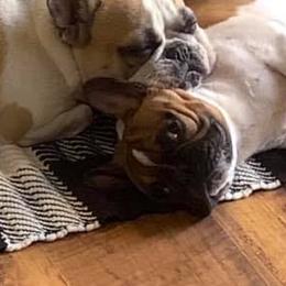 French Bulldogs from Bucktown Bullies