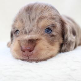 Janie (Very small) - Dapple female Dachshund puppy in Fairfax, Iowa from Grayson’s Lovable Dachshunds