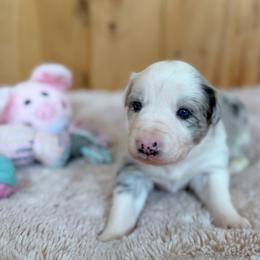 Chevelle - Blue merle female Border Collie puppy in Owenton, Kentucky from Three16 Ranch