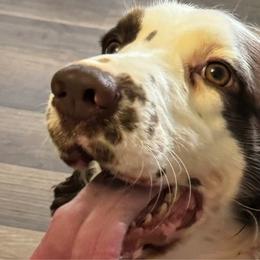 Whitney - English Springer Spaniel