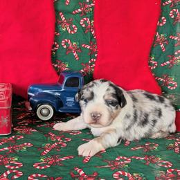 Maverick - Blue merle male Australian Shepherd puppy in Parker, Colorado from Legacy Ranch Australian Shepherds