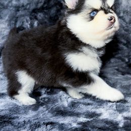 Pomsky Puppies from Pomsky Playpen