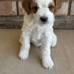 Ellie - Blenheim female Cavapoo puppy in Ivins, Utah from Taylia's Cavapoos