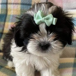 Shih Tzus from Shih-Tzu Adventures