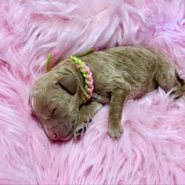 Light Green - Red  female Goldendoodle puppy in Boise, Idaho from Goldendoodle Baby